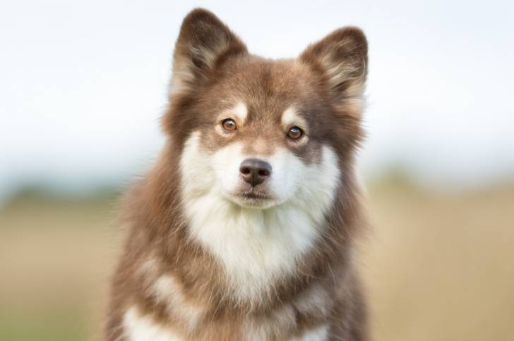 Photo Chien Finnois de Laponie