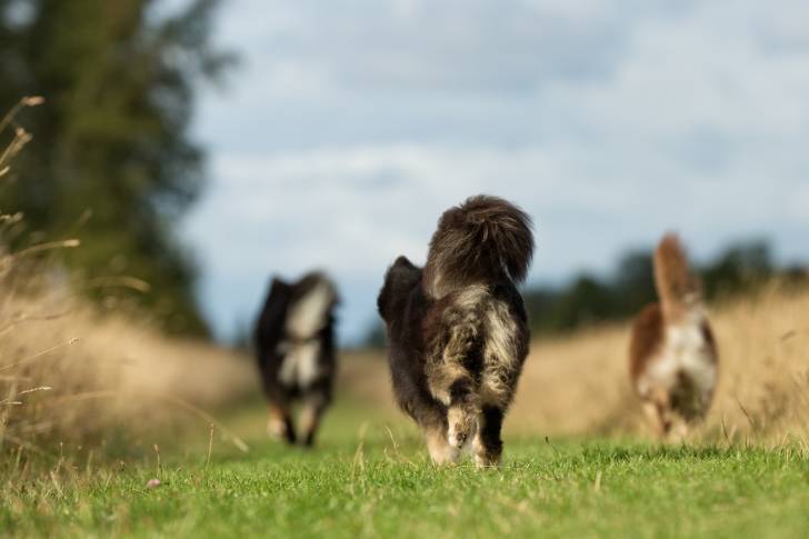 Photo Chien Finnois de Laponie