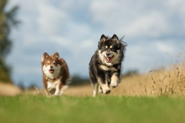 Photo Chien Finnois de Laponie