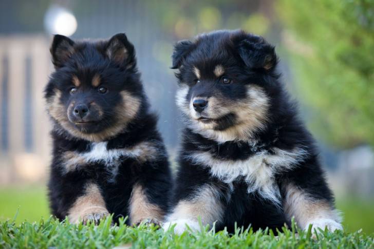 Photo Chien Finnois de Laponie