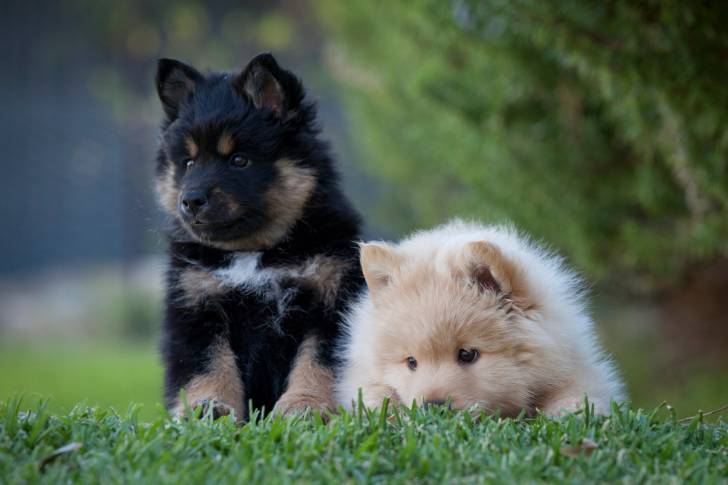 Photo Chien Finnois de Laponie