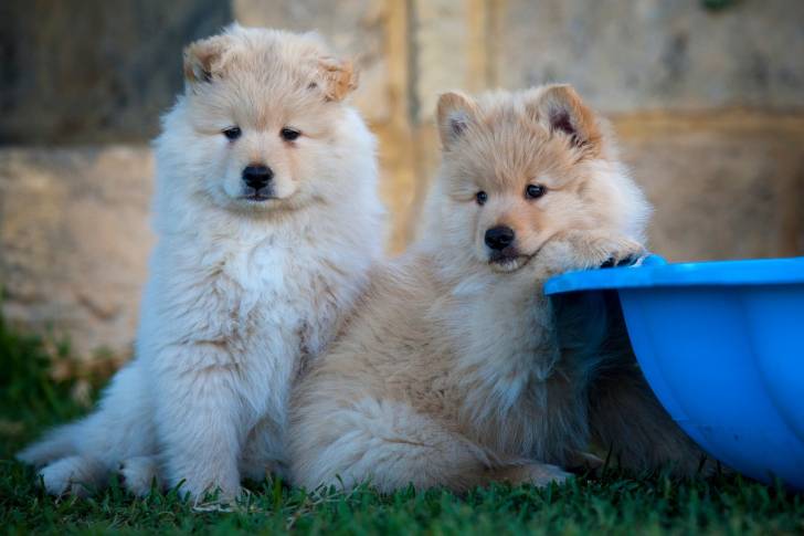 Photo Chien Finnois de Laponie