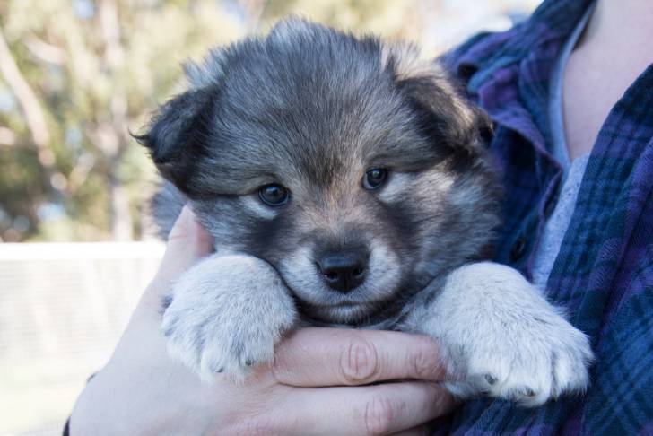 Photo Chien Finnois de Laponie