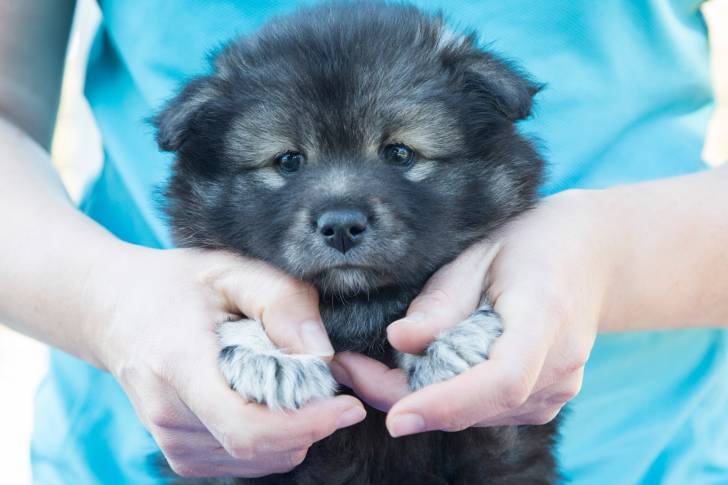 Photo Chien Finnois de Laponie