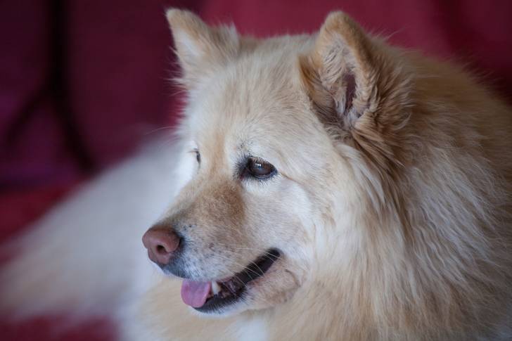 Photo Chien Finnois de Laponie