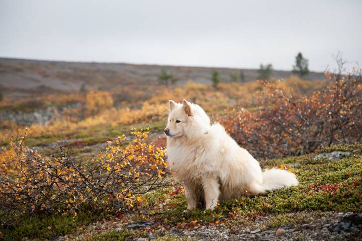 Photo Chien Finnois de Laponie