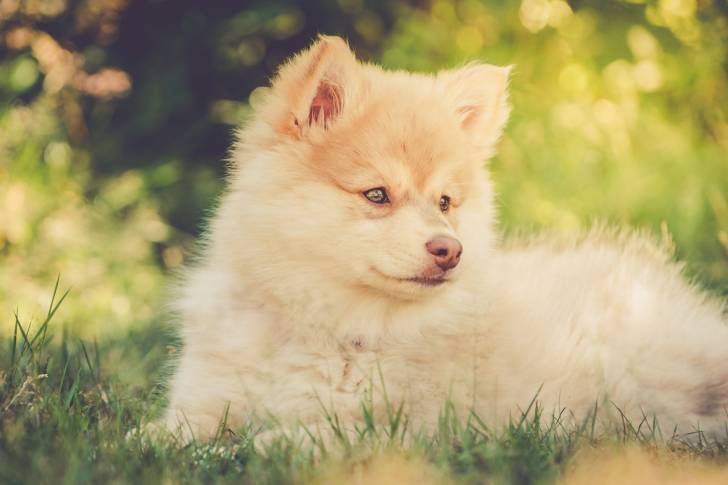 Photo Chien Finnois de Laponie