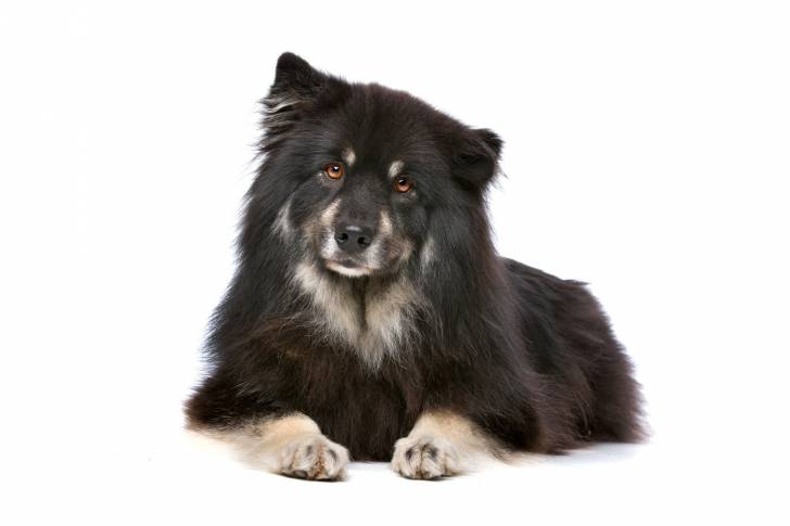 Photo Chien Finnois de Laponie