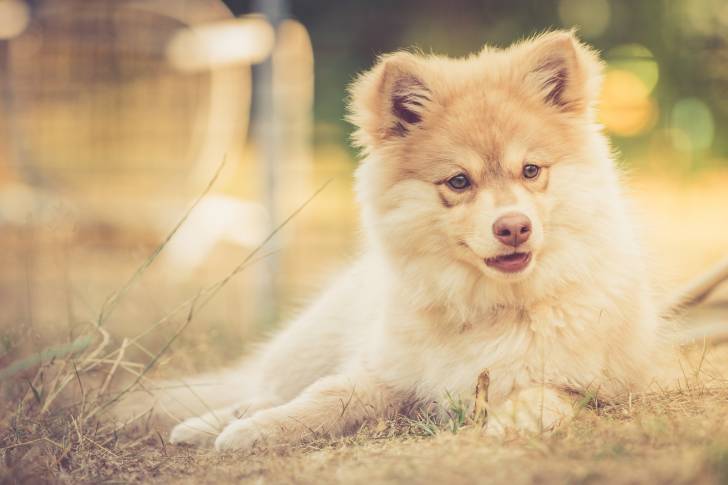 Photo Chien Finnois de Laponie