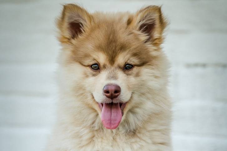 Photo Chien Finnois de Laponie