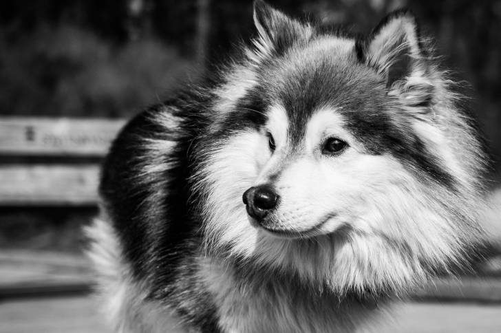 Photo Chien Finnois de Laponie
