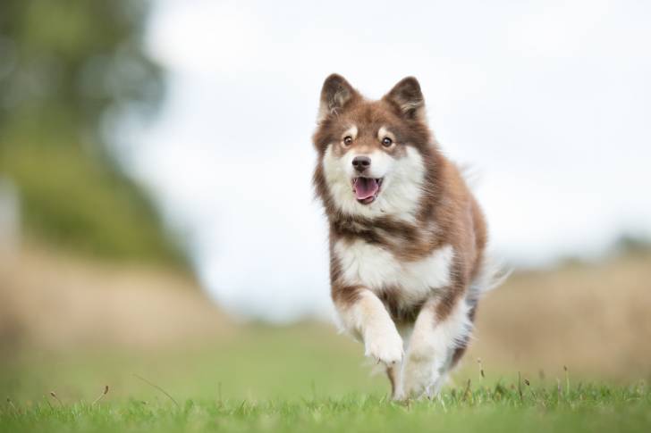 Photo Chien Finnois de Laponie