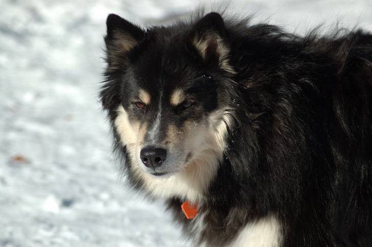 Photo Chien Finnois de Laponie