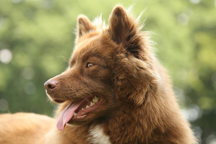 Photo Chien Finnois de Laponie