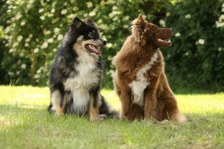 Photo Chien Finnois de Laponie