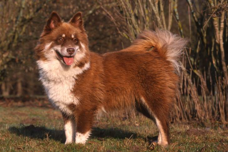 Photo Chien Finnois de Laponie