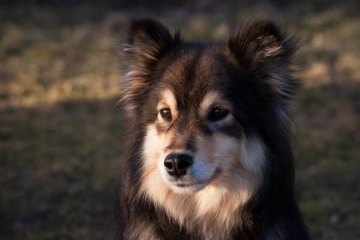 Photo Chien Finnois de Laponie