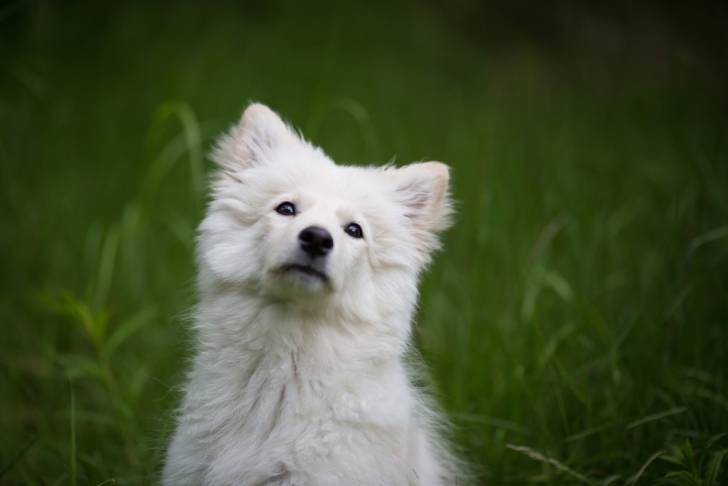 Photo Chien Finnois de Laponie