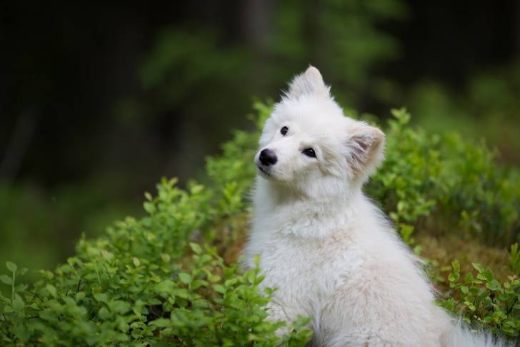 Photo Chien Finnois de Laponie