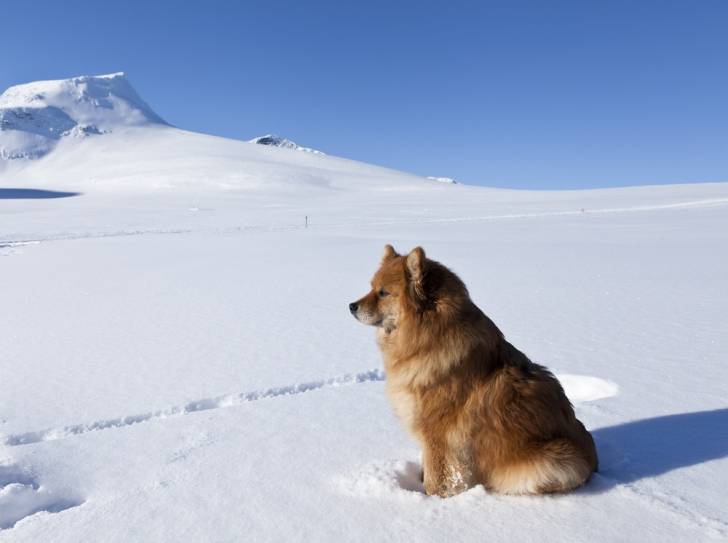 Photo Chien Finnois de Laponie