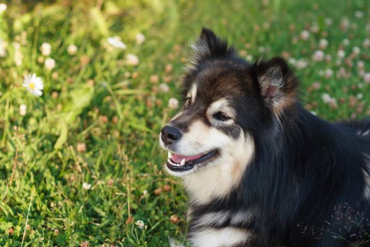 Photo Chien Finnois de Laponie