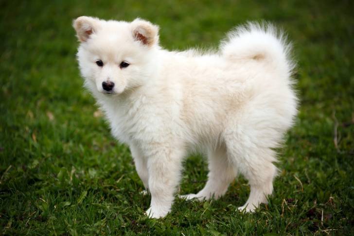 Photo Chien Finnois de Laponie