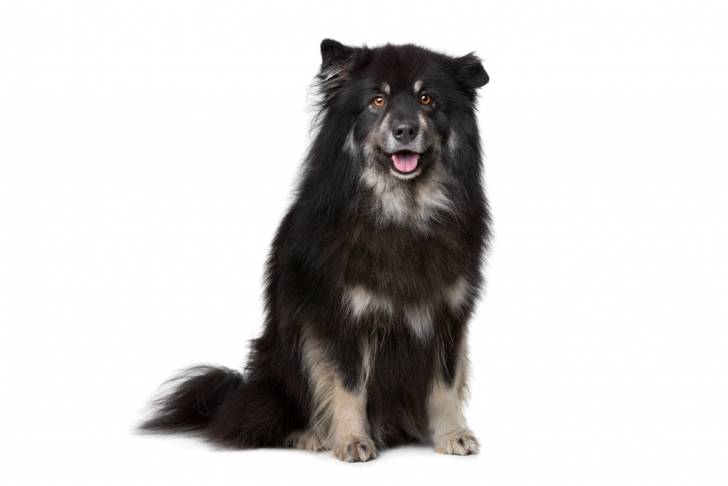 Photo Chien Finnois de Laponie