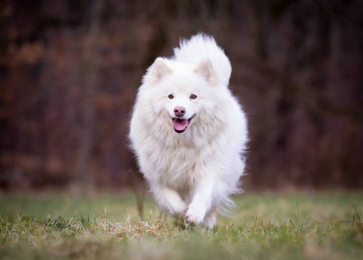 Photo Chien Finnois de Laponie