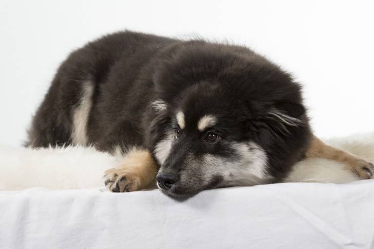 Photo Chien Finnois de Laponie