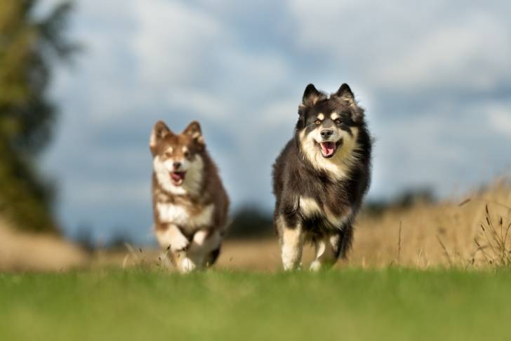Photo Chien Finnois de Laponie