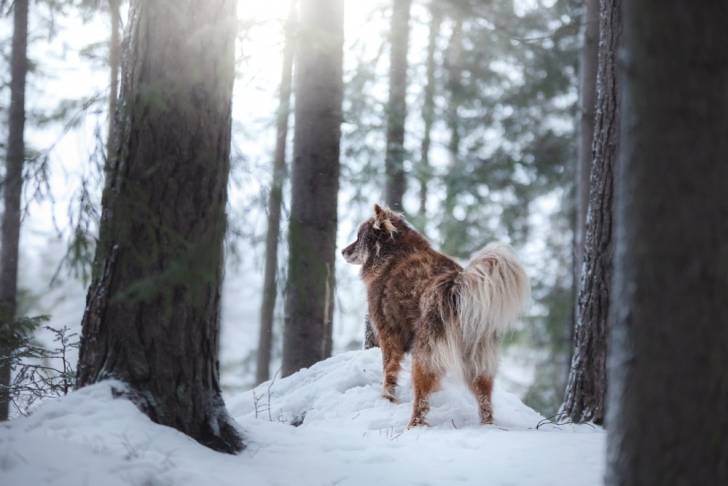 Photo Chien Finnois de Laponie