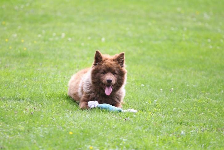 Photo Chien Finnois de Laponie