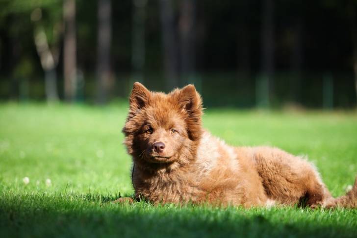Photo Chien Finnois de Laponie