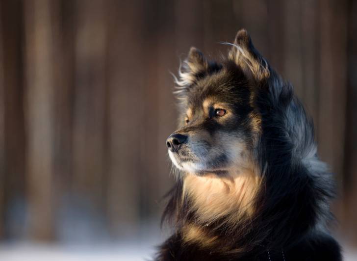 Photo Chien Finnois de Laponie