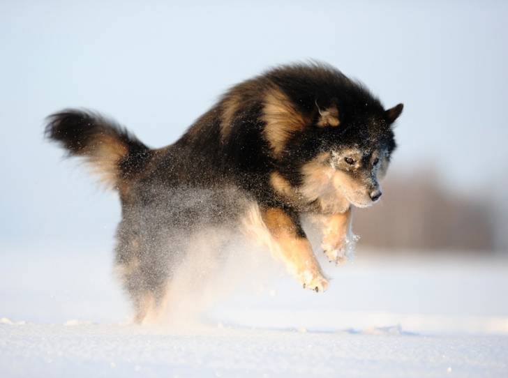 Photo Chien Finnois de Laponie