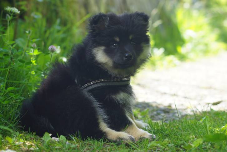 Photo Chien Finnois de Laponie