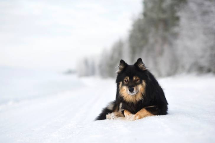 Photo Chien Finnois de Laponie