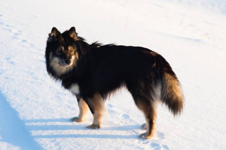 Photo Chien Finnois de Laponie