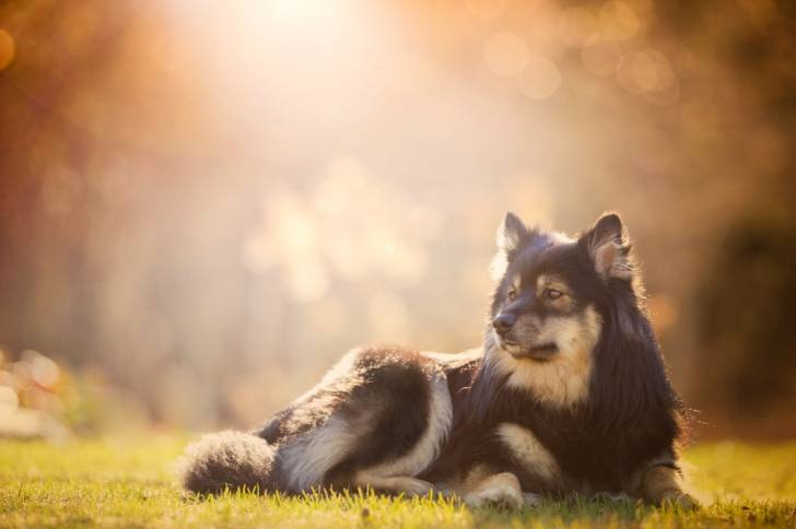 Photo Chien Finnois de Laponie