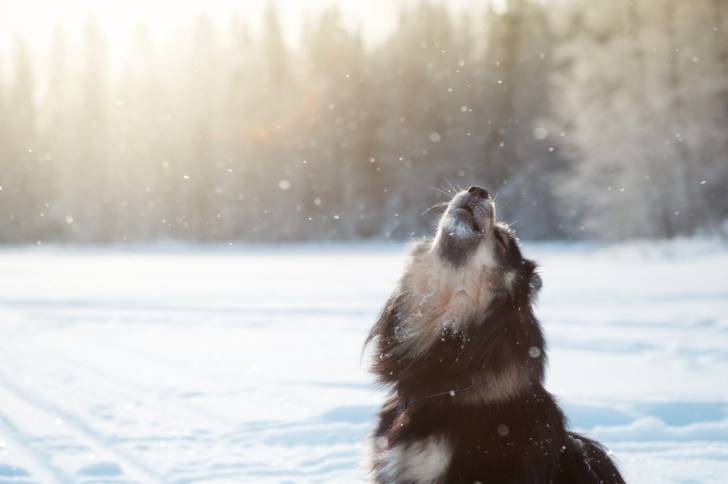 Photo Chien Finnois de Laponie