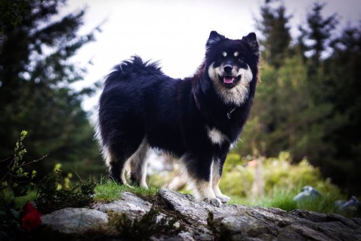 Photo Chien Finnois de Laponie