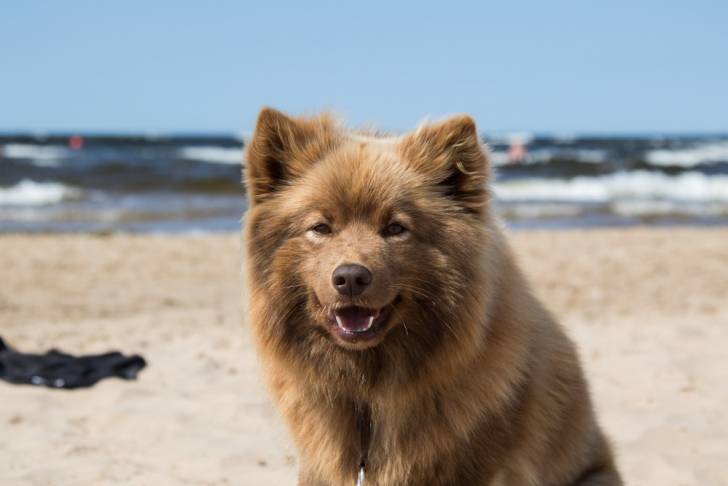 Photo Chien Finnois de Laponie
