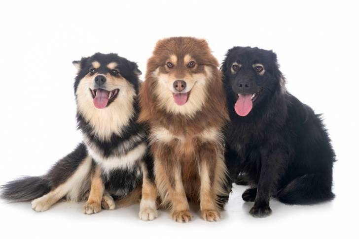 Photo Chien Finnois de Laponie