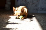Photo Chihuahua