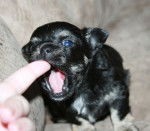 Roni Girl - Chihuahua