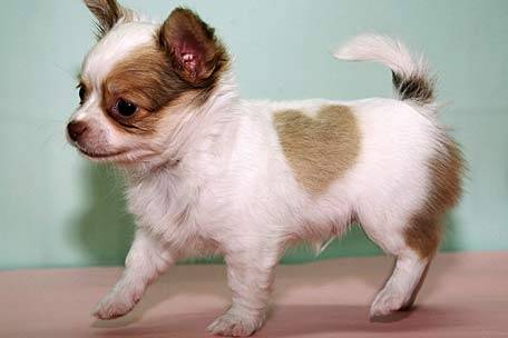 love - Chihuahua (5 mois)