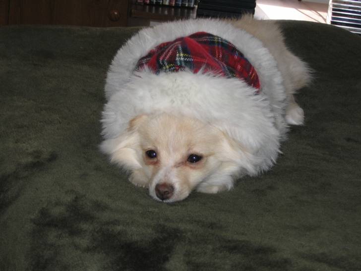 princesse - Chihuahua (9 mois)