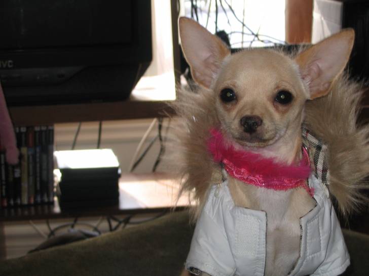 maguie - Chihuahua (4 mois)