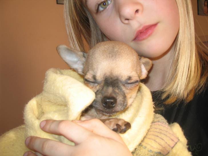 pédro - Chihuahua Mâle (2 ans)