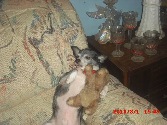 Gator - Chihuahua Mâle (13 ans)